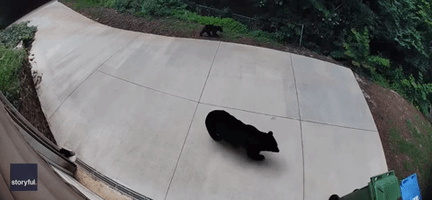 Bear Swipes at Dogs in Asheville Neighborhood