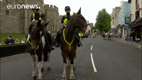 police horses GIF by euronews