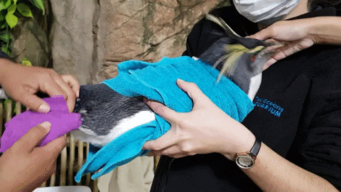 jaycaboz giphyupload GIF