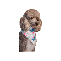 Lilo And Stitch Poodle Sticker by Geekster Pets