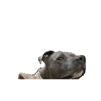 Dogs Dinosaur Sticker by Geekster Pets