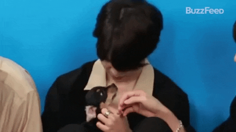 Dog Bt21 GIF