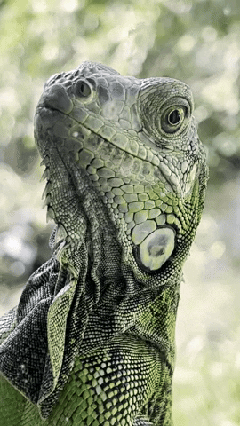 Poza Rica Iguana GIF by EDGARDUDE