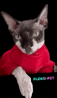 FloksiPet cat кот кошка sphinx GIF