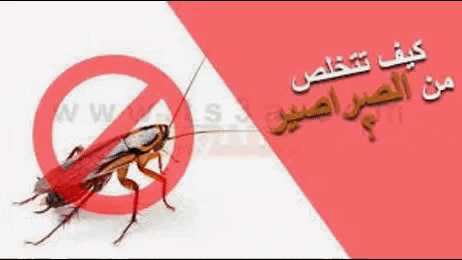 شركة مكافحة الصراصير بالرياض GIF