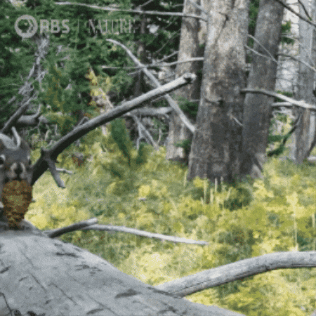 Forest Explore GIF by Nature on PBS