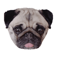 Dog Pug Sticker by Crystal & Stone