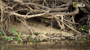 savage kingdom big cat week GIF by Nat Geo Wild 