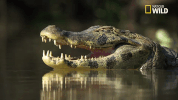 savage kingdom big cat week GIF by Nat Geo Wild 