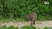 savage kingdom big cat week GIF by Nat Geo Wild 