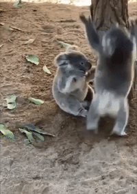 "Double Trouble': Koala Joeys Wrestle