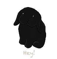 bosshappythebunny bunny rabbit blackrabbit blackbunny Sticker