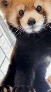 Leaving See Ya GIF by Valley Zoo Development Society