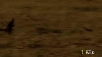 nat geo wild hyena GIF by Savage Kingdom