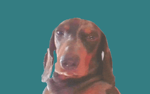 Party Dog GIF by University of Mannheim – Universität Mannheim