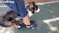 Skateboarding Dog Rides With Owner