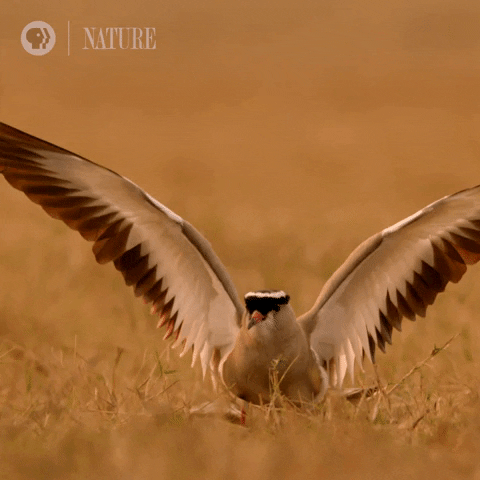 Pbs Nature Animales GIF by Nature on PBS
