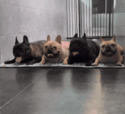 Dog GIF