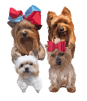 Yorkies Sticker