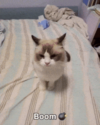 Cat Boom GIF