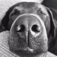 dog love GIF by _charlab_