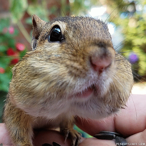 tongue chipmunk GIF