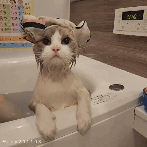 cuteanimalland giphyupload GIF