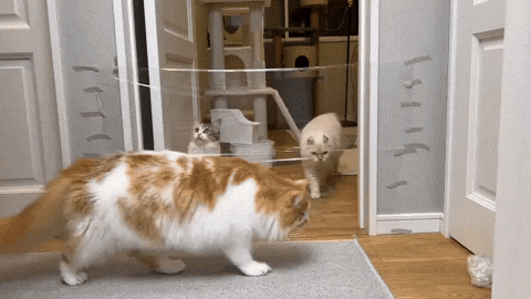 cuteanimalland giphyupload GIF