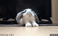 co GIF