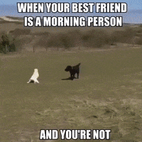 dogs GIF by JustViral.Net