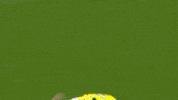 NorwichCityFC ncfc norwich city otbc GIF