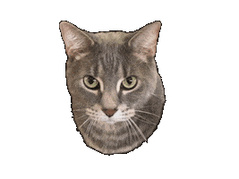 Cat Wagging Sticker by Marcel Katz / The Art Plug