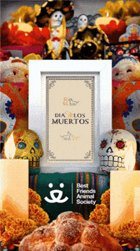 Day Of The Dead Hispanic Heritage GIF by Best Friends Animal Society