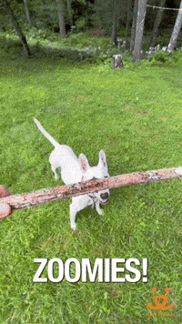 Best Friends Dogs GIF by Best Friends Animal Society