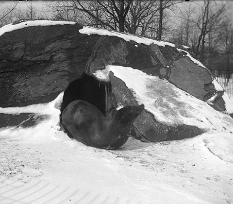 nyhistory giphyupload snow history zoo GIF