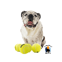 Happy English Bulldog Sticker by Southern California Bulldog Rescue