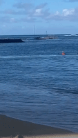 Endangered Nursing Monk Seal Attacks Swimmer at Honolulu Beach
