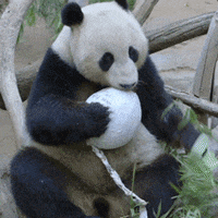 San Diego Ball GIF by San Diego Zoo Wildlife Alliance