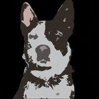 badheeler heeler blueheeler cattledog australiancattledog GIF