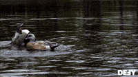 Ducks Are Flying