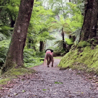 On My Way Crawl GIF