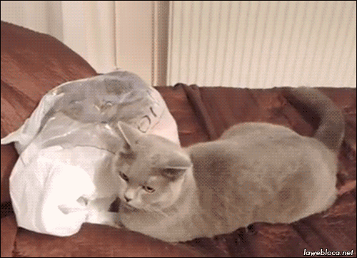 cat fail GIF