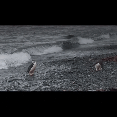 BlueMarineF ocean marine conservation ocean conservation GIF