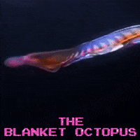 blue planet wow GIF by OctoNation