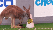 kangaroo GIF by Puppy Bowl