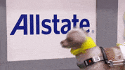 Dog GIF by Puppy Bowl