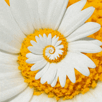 konczakowski nature flower spring natural GIF