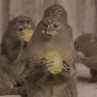 pygmy marmoset eating GIF