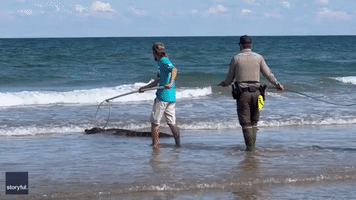 Seven-Foot Alligator Sneakily Rescued From Texas Beach