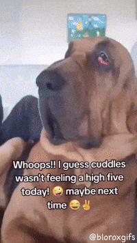 High Five Dog GIF